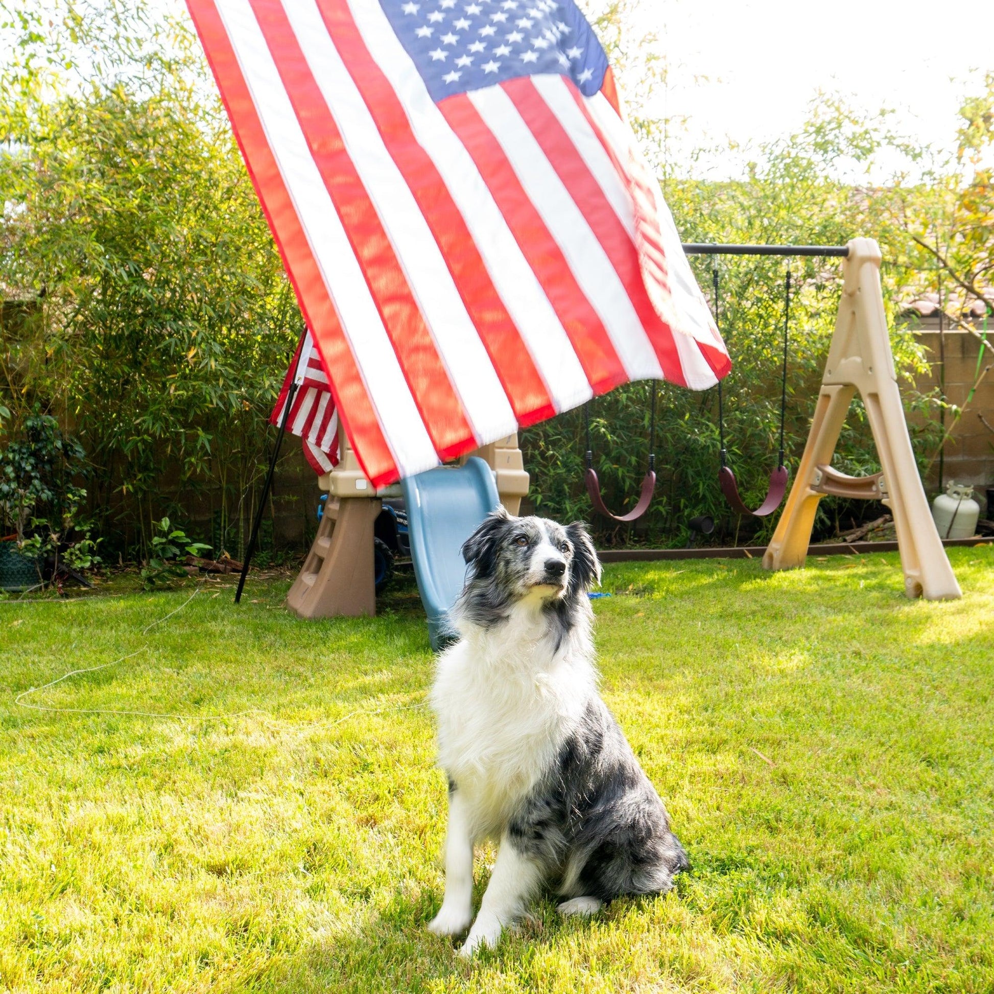 A black and white dog sits on green grass in a backyard with a playground set in the background. An American flag from The FlagStars AMERICAN FLAG SET - COMPLETE BUNDLE waves proudly above the dog.